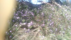 Lantana megapotamica