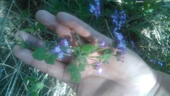 Lantana megapotamica