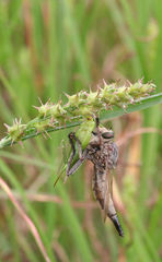 Proctacanthus milbertii
