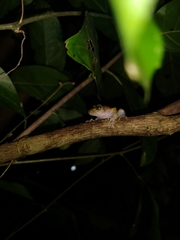 Craugastor yucatanensis