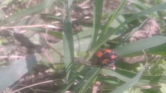 Botanochara duodecimverrucata