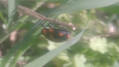 Botanochara duodecimverrucata