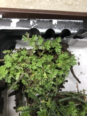 Alchemilla australis