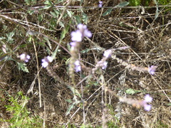 Verbena menthifolia
