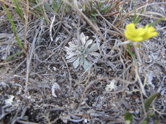 Physaria arctica