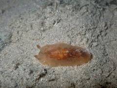 Doriopsilla carneola