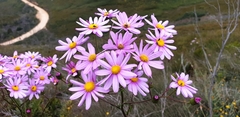 Senecio glastifolius