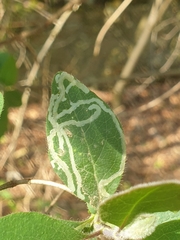 Phytomyza aprilina