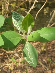 Phytomyza aprilina