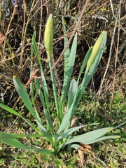 Narcisseae
