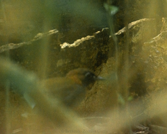 Formicarius moniliger