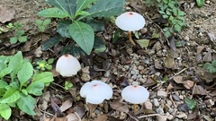 Leucoagaricus meleagris