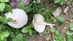 Leucoagaricus meleagris