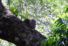 Dendrohyrax arboreus