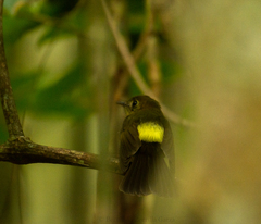 Myiobius sulphureipygius