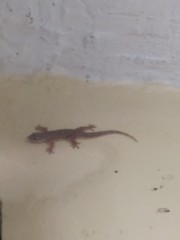 Hemidactylus platyurus