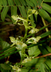 Platanthera algeriensis