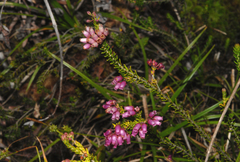 Erica terminalis