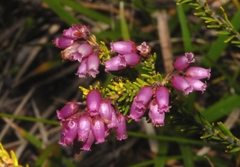Erica terminalis