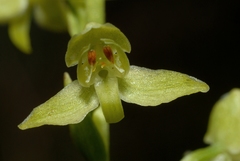 Platanthera algeriensis