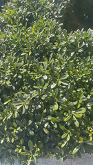 Pittosporum tobira
