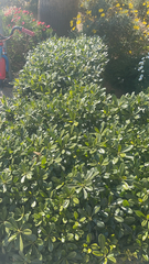 Pittosporum tobira