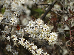 Andrena fulva