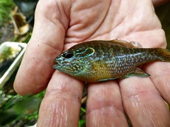 Lepomis marginatus