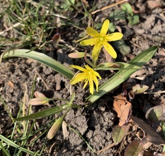 Gagea lutea