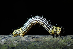 Abraxas amicula