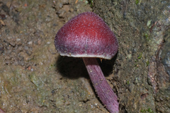Gymnopilus purpuratus