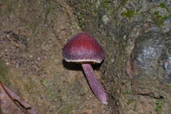 Gymnopilus purpuratus