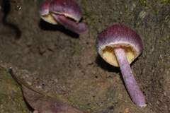 Gymnopilus purpuratus