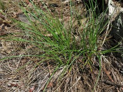 Carex tonsa rugosperma