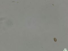 Cryptista