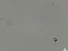 Cryptista
