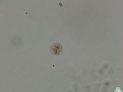 Chytridiomycota