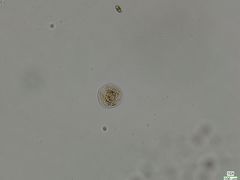 Chytridiomycota