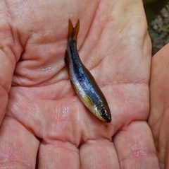 Pteronotropis stonei
