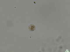 Chytridiomycota