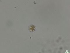Chytridiomycota