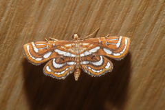 Cymoriza