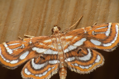 Cymoriza