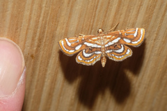 Cymoriza