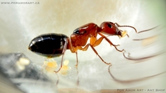 Camponotus discolor