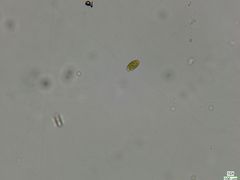 Cryptista