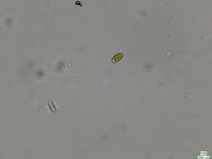 Cryptista