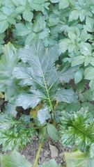 Acanthus mollis