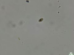 Cryptista
