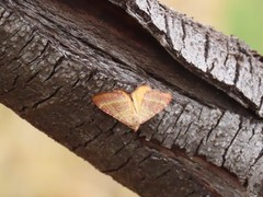 Mimoclystia pudicata